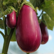Aubergine Rosita (Samen)