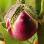 Aubergine Round Mauve (Pflanze)