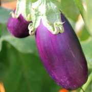 Aubergine Sirenevy (Samen)