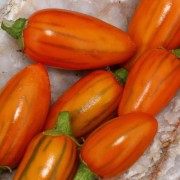 Aubergine Stripped Toga