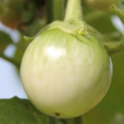 Aubergine Thai Light Round Green (Samen)