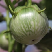 Aubergine Thai Round Green (Samen)