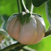 Aubergine Thai White Ribbed (Samen)