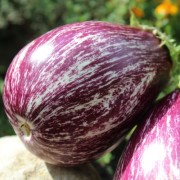 Aubergine Tsakoniki (Samen)