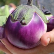 Aubergine Violetta di Firenze (Samen)
