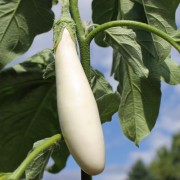 Aubergine White Finger (Samen)