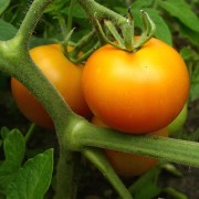 Tomate Auriga