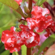 Balsamine Peppermint (Samen)