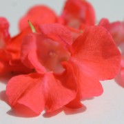 Balsamine Camellia Salmon (Samen)