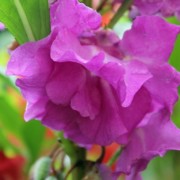 Balsamine Camellia Raspberry (Samen)