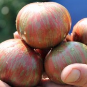 Tomate Blane's The Thong (Samen)