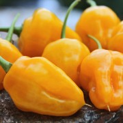 Chili Trinidad Perfume (Schärfe 3) (Samen)