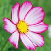 Cosmos Candy Stripe (Samen)