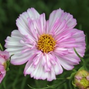Cosmos Collarette (Samen)