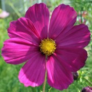 Cosmos Dazzler (Samen)