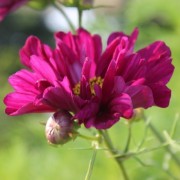 Cosmos Double Click Cranberries (Samen)