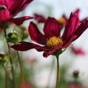 Cosmos Rubenza (Samen)