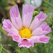 Cosmos Sea Shells (Samen)