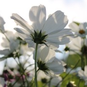 Cosmos Sensation White (Samen)