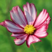 Cosmos Velouette (Samen)