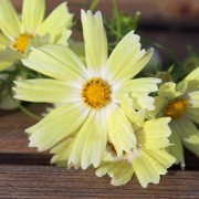 Cosmos Xanthos (Samen)