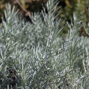 Mittelmeerpflanzen Mittelmeerpflanzen