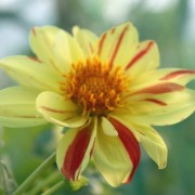 Dahlie Fireworks (Samen)