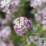 Duftsteinrich Royal Carpet (Samen)