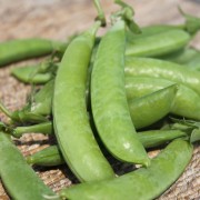 Knackerbse Sugar Ann (Samen)