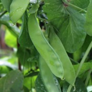 Zuckererbse Ambrosia (Samen)