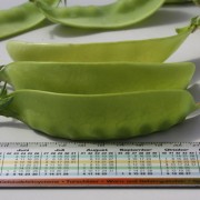 Zuckererbse Carouby de Maussane (Samen)