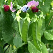 Zuckererbse Dwarf Gray Sugar