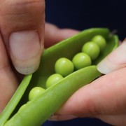 Markerbse Lincoln (Samen)