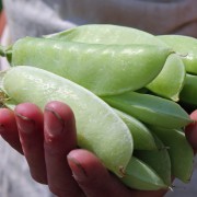 Zuckererbse Mammoth Melting Sugar (Samen)