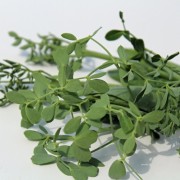 Blatterbse Petite Snap (Samen)