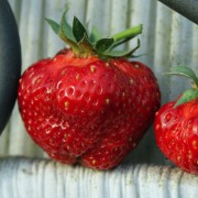 Erdbeerwiese Annelie (Pflanze)