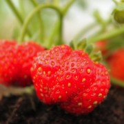 Erdbeere Black Prince (Pflanze)