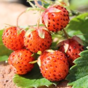 Erdbeere Georges Pink (Pflanze)