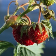 Scharlacherdbeere Little Scarlett (Pflanze)