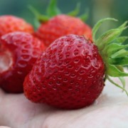 Erdbeere Perle de Prague (Pflanze)