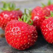 Erdbeere Reusraths Allerfrüheste (Pflanze)