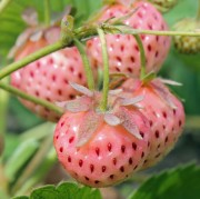 Erdbeere Weiße Ananas