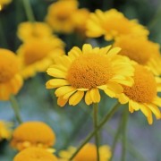 Färberkamille (Samen)