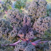 Federkohl Roter Krauser (Samen)