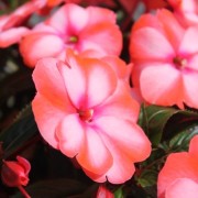 Fleißiges Lieschen Mix (Samen)