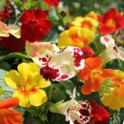 Gauklerblume Mix (Samen)