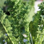 Palmkohl Lerchenzungen (Samen)