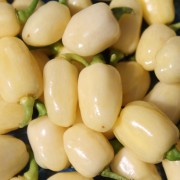 Habanero pflanze