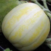 Melonen ernten