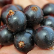 Schwarze beeren strauch Schwarze beeren strauch